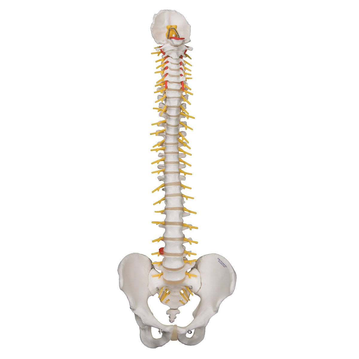 3B Scientific A58/5 Deluxe Flexible Spine Model