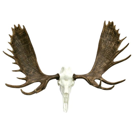 Alaskan Moose Antler Mount - Black Forest Decor