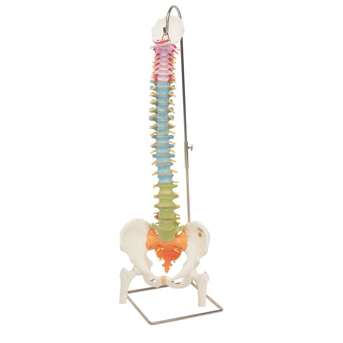 3B Scientific A58/9 Didactic Flexible Spine Model with Femur Heads